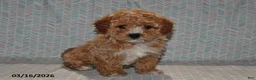 Maltipoo dogs for sale: Bandit - Ad 2