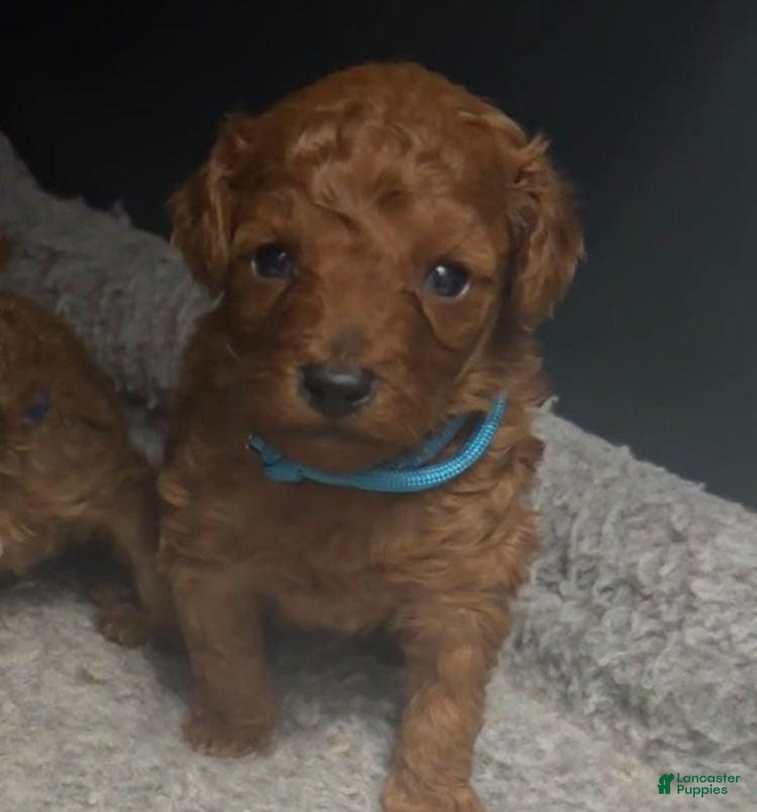 Toy Poodle dogs for sale: Lucia - Ad 12