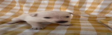 Snowball