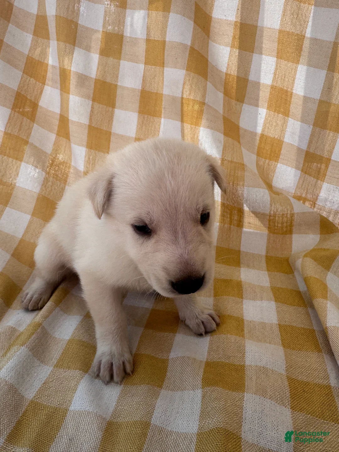 German Shepherd dogs for sale: Snowball - Ad 1