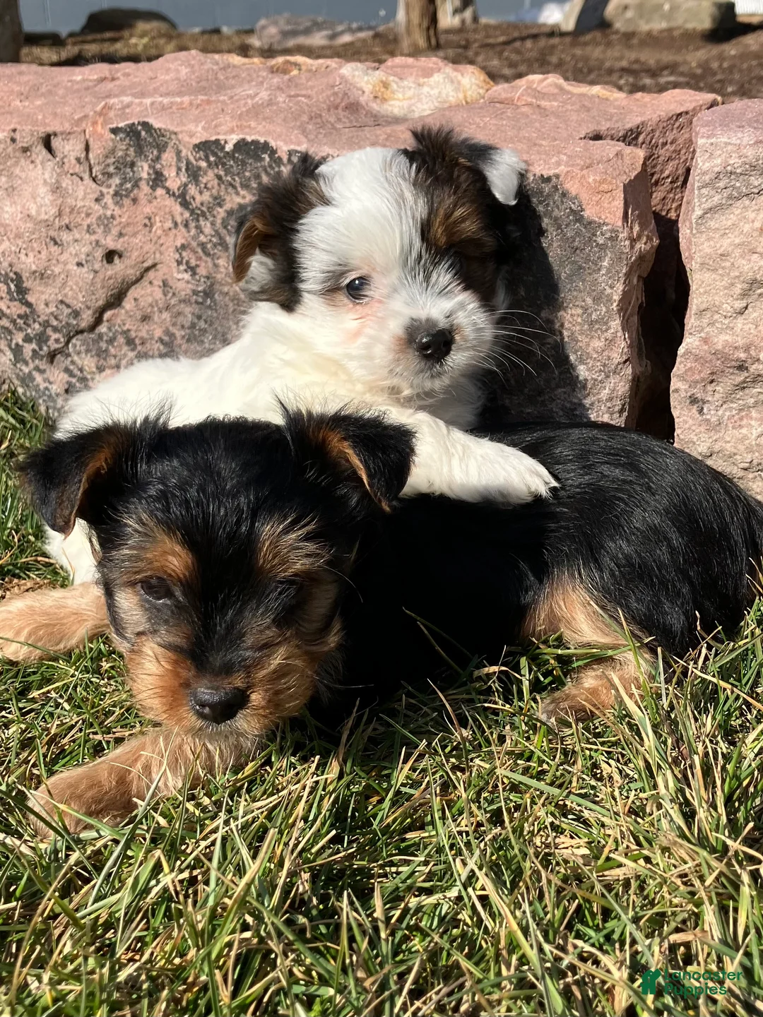Yorkshire Terrier dogs for sale: Kolby - Ad 8
