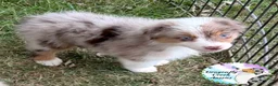 Australian Shepherd dogs for sale: Mantis - Ad 3