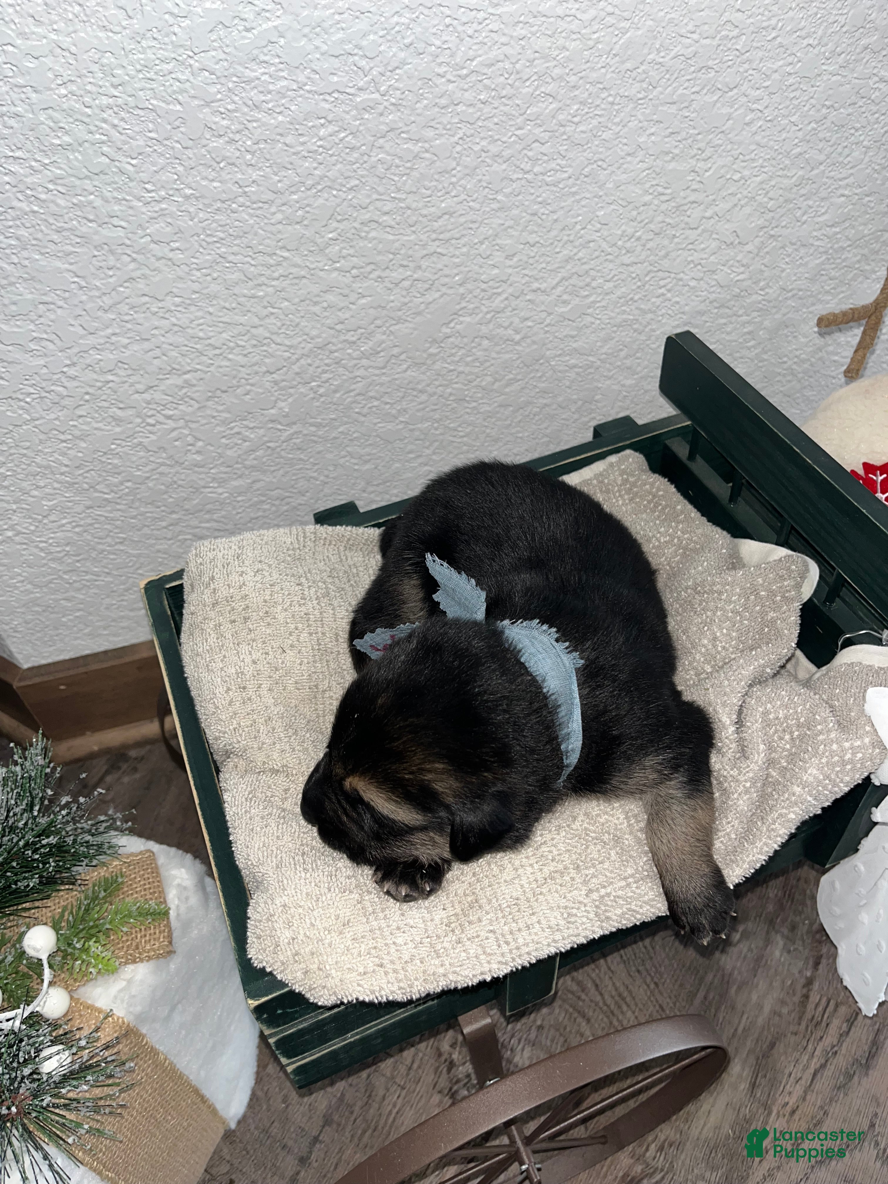 Mixed Breed dogs Max🩵 - Ad 20