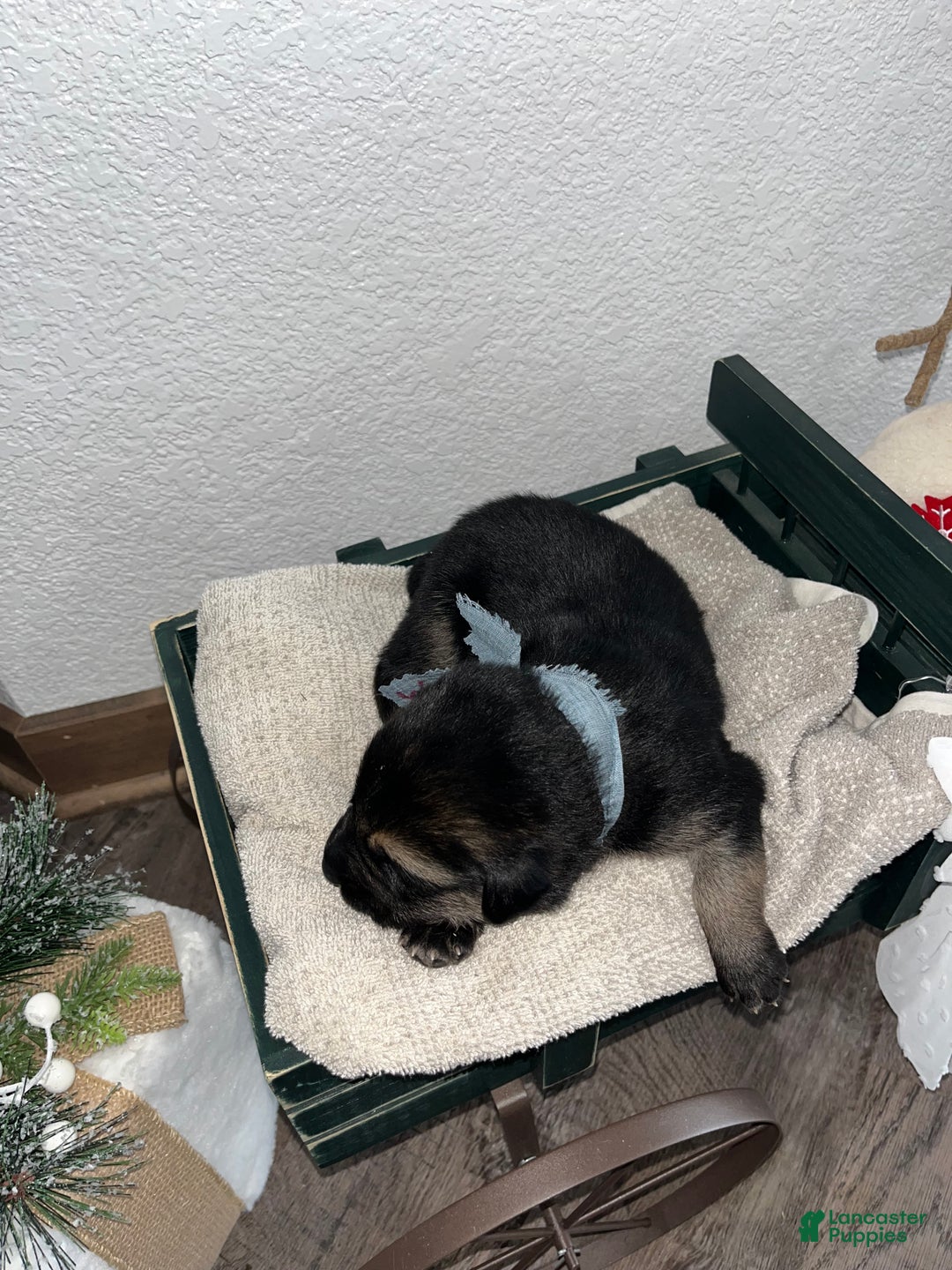 Mixed Breed dogs for sale: Max🩵 - Ad 1