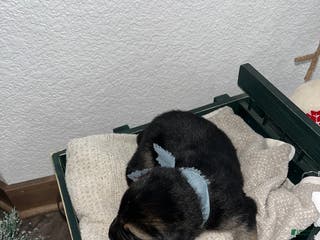 Mixed Breed dogs Max🩵 - Ad 20