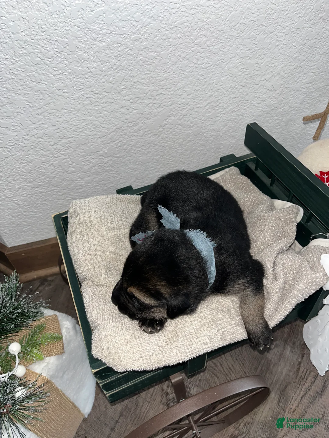 Mixed Breed dogs for sale: Max🩵 - Ad 2