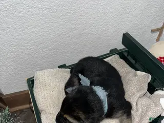 Mixed Breed dogs Max🩵 - Ad 36