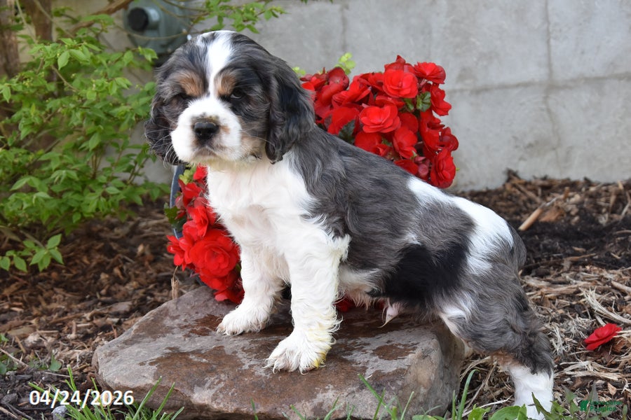 English Cocker Spaniel dogs Chiquita - Ad 1