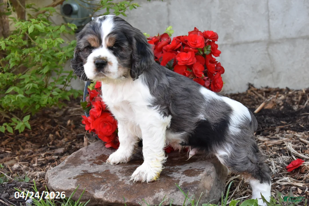 English Cocker Spaniel dogs for sale: Chiquita - Ad 1