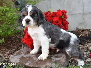 English Cocker Spaniel dogs for sale: Chiquita - Ad 2