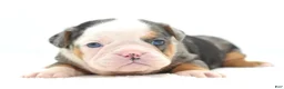 English Bulldog dogs for stud: Akc mini English bulldog  - Ad 13