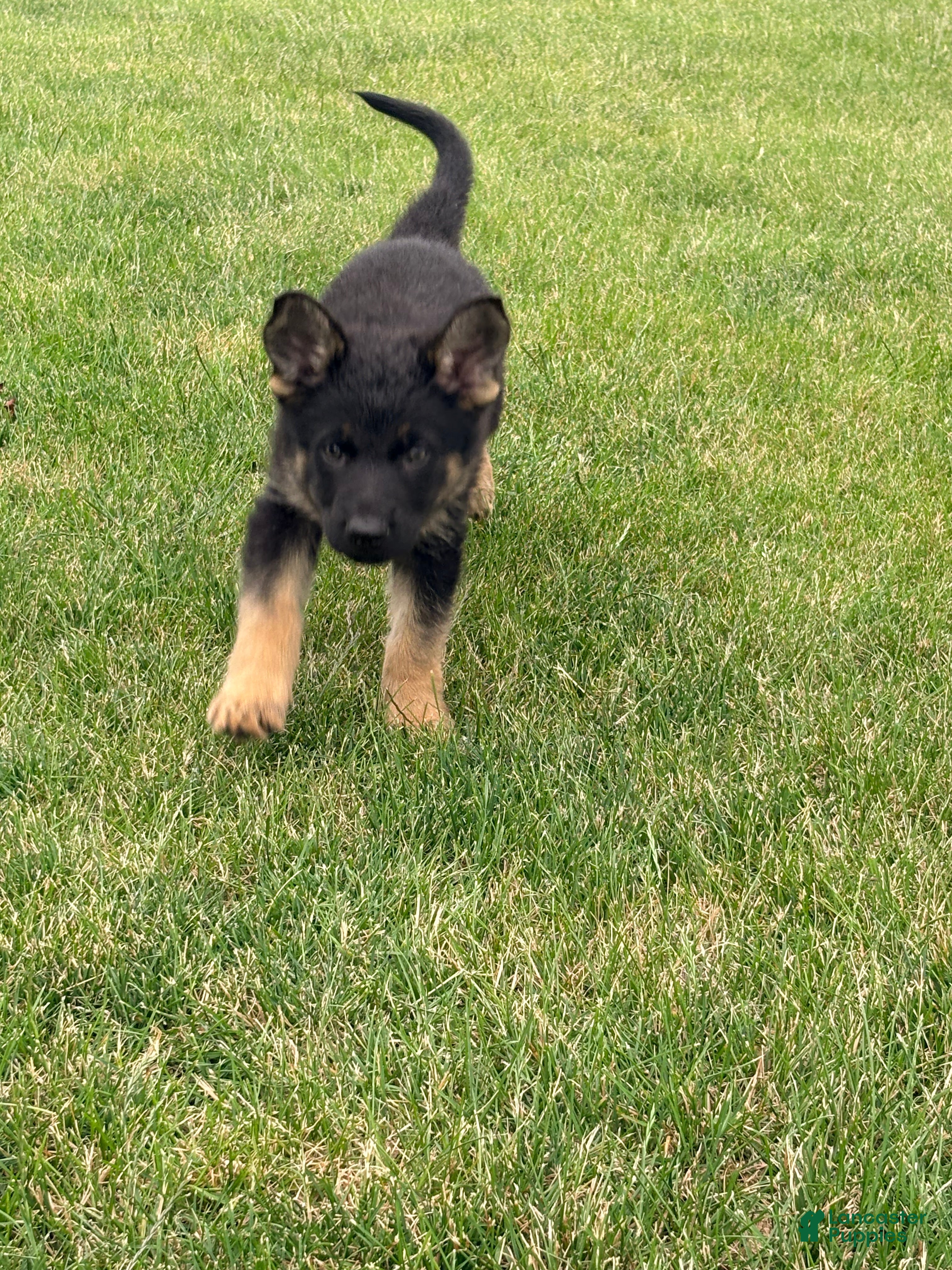 German Shepherd dogs German Shepherd Puppy 4 - Ad 1