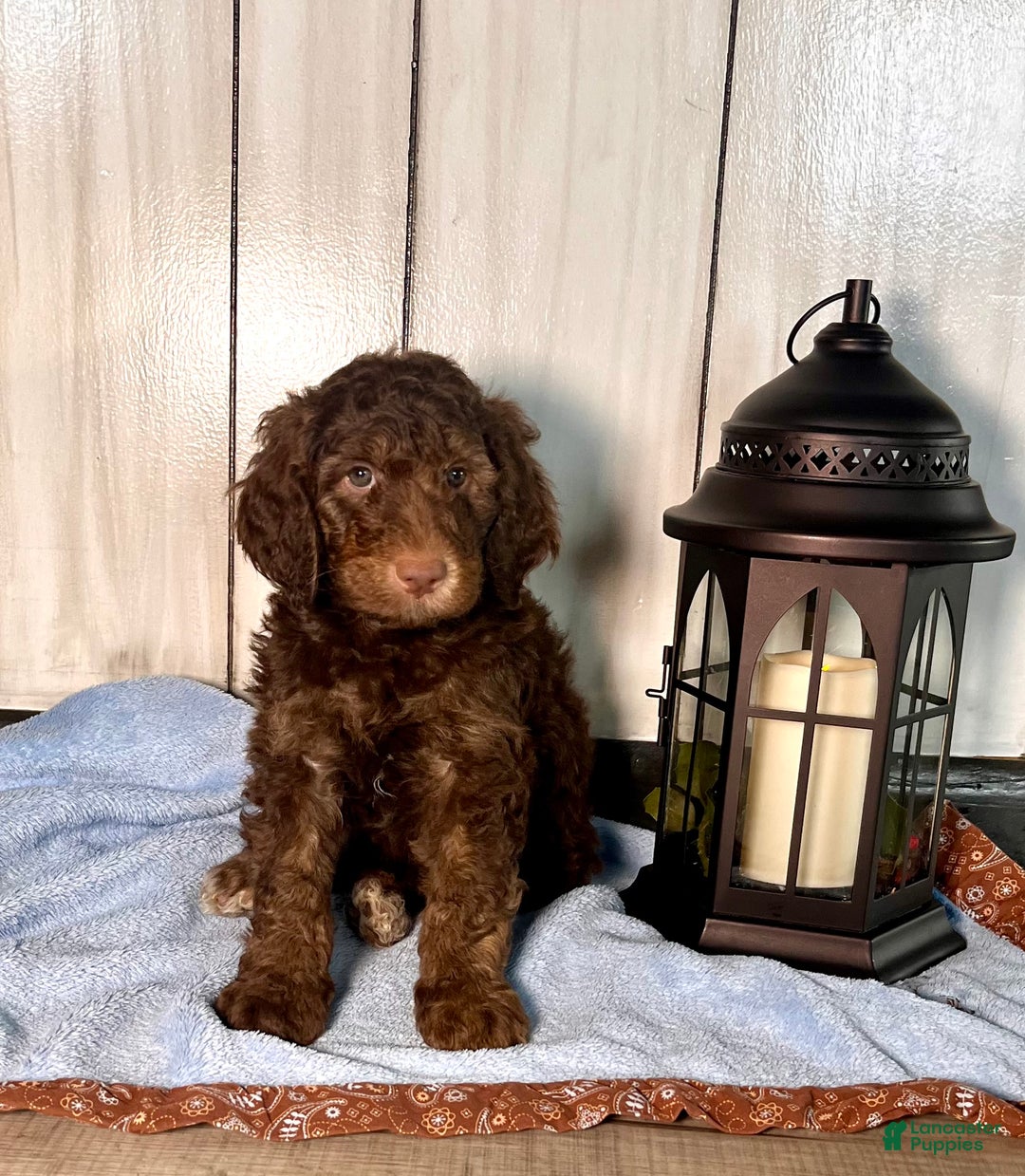 Standard Poodle dogs for sale: Milo❤️🐾AKC Genetic Tested ❤️6108066386 - Ad 2