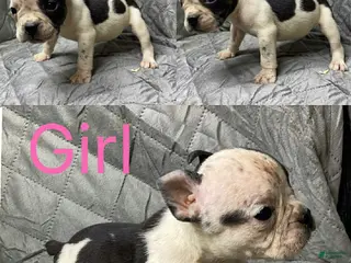 American Bully dogs American Bully Puppy 1 - Ad 26