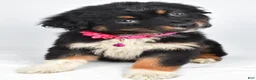 Australian Shepherd dogs for sale: Eclipse  - Ad 6