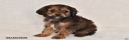 Cavapoo dogs for sale: Bailey - Ad 4