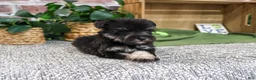 Miniature Schnauzer dogs for sale: Denver - Ad 4