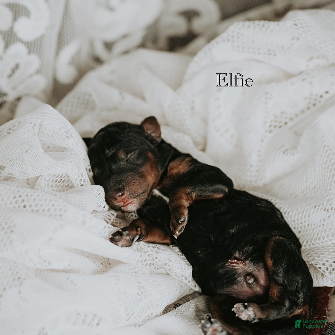 Standard Poodle dogs for sale: Elfie - Ad 4