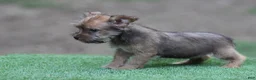 Mixed Breed dogs for sale: Male 3 - Ad 2