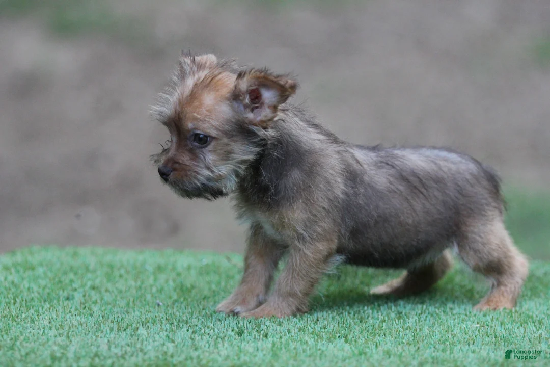 Mixed Breed dogs for sale: Male 3 - Ad 2