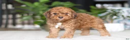 Cavapoo dogs for sale: River - Ad 5