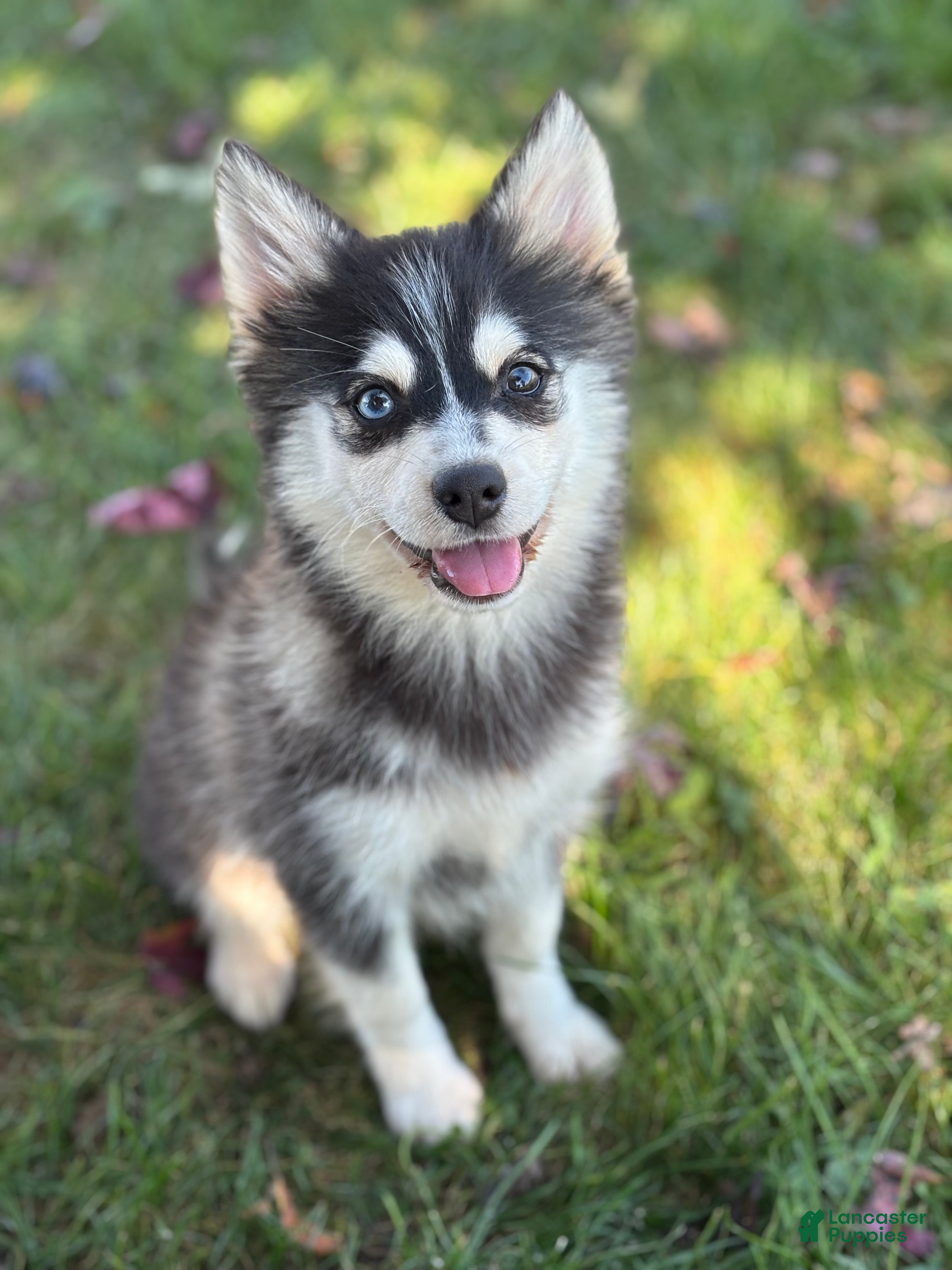 Pomsky dogs Dolly - Ad 1