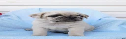 Pug dogs for sale: Hank - Ad 2