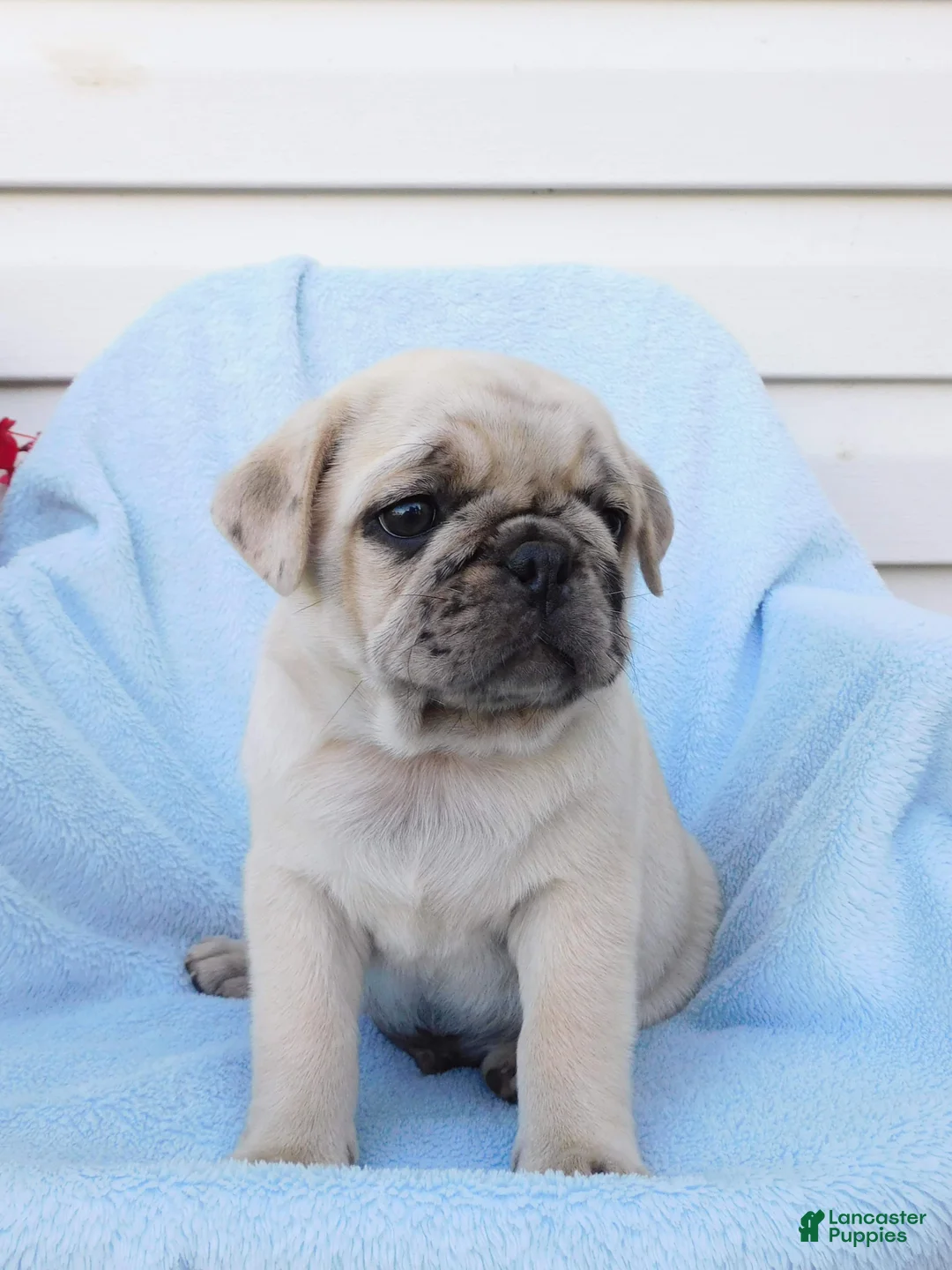 Pug dogs for sale: Hank - Ad 2