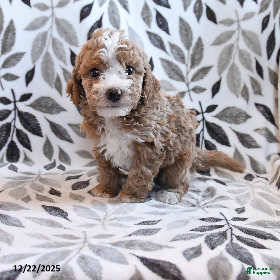 Havapoo dogs for sale: DJ - Ad 1