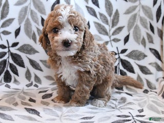 Havapoo dogs DJ - Ad 14