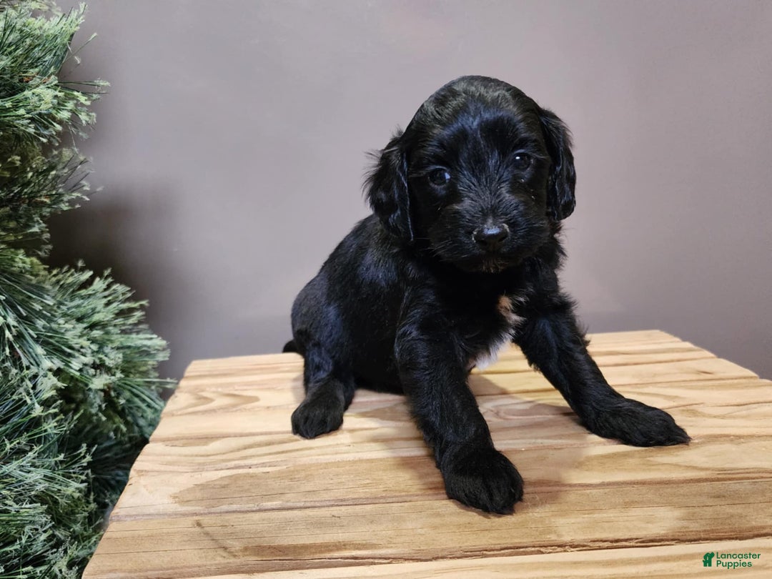 Mini Bernedoodle dogs for sale: Flake - Ad 23