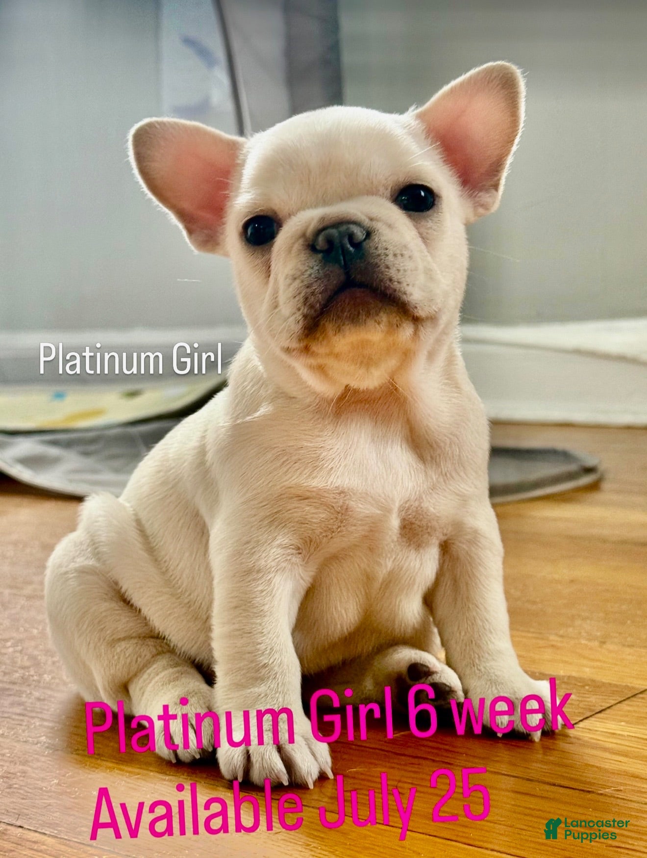 French Bulldog dogs for sale: Marshmallow  - Ad 1
