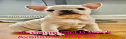 French Bulldog dogs for sale: Marshmallow  - Ad 1