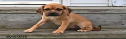 Puggle dogs for sale: Sophie - Ad 3