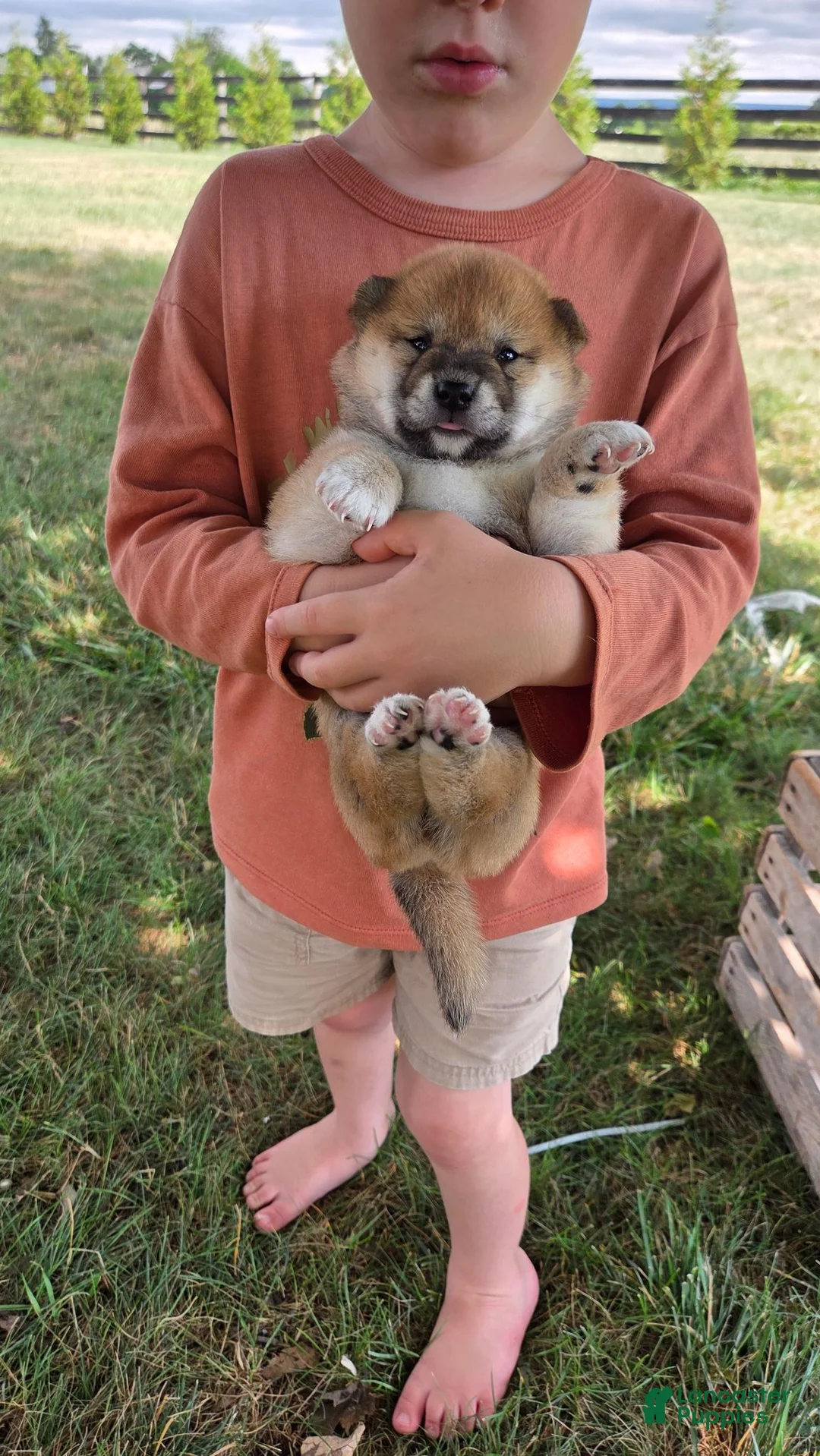 Shiba Inu dogs for sale: Betsy - Ad 2