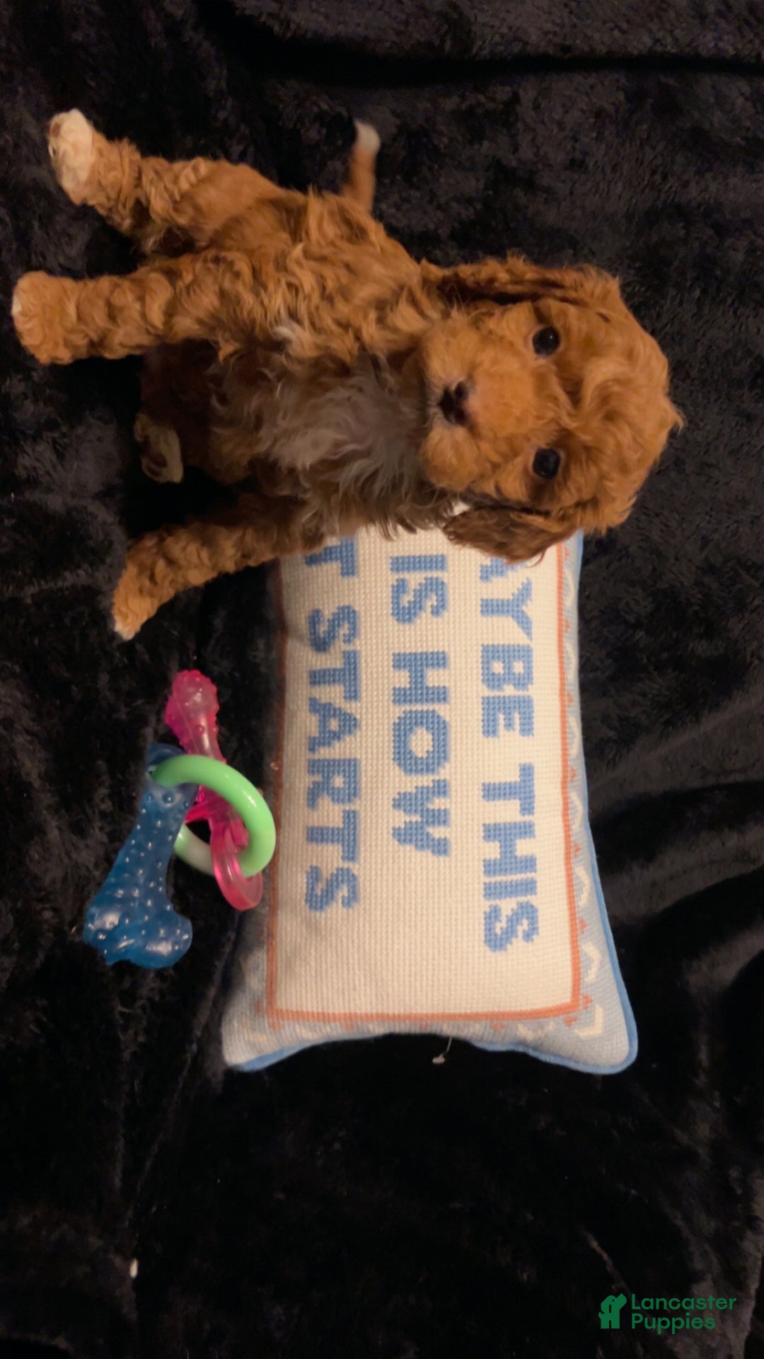 Mini Goldendoodle dogs for sale: Ms Grits - Ad 9