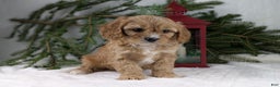 Cavapoo dogs for sale: Winston  - Ad 8