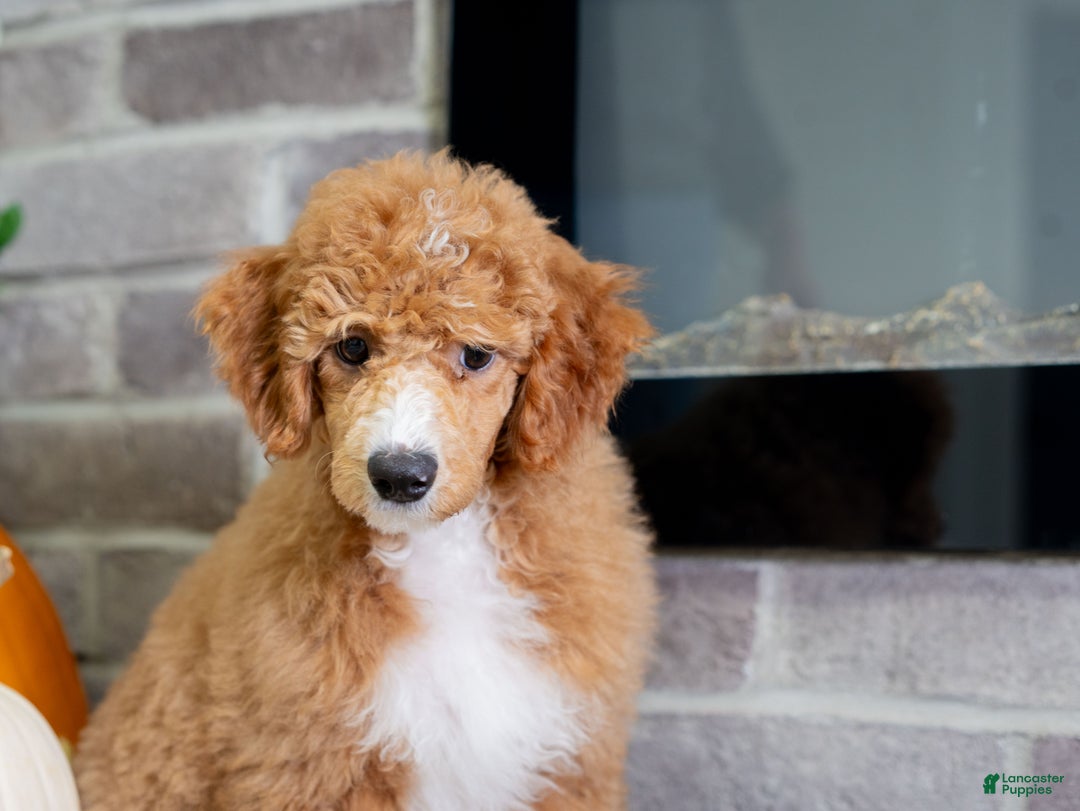 Toy Poodle dogs for sale: Wanda - Ad 8