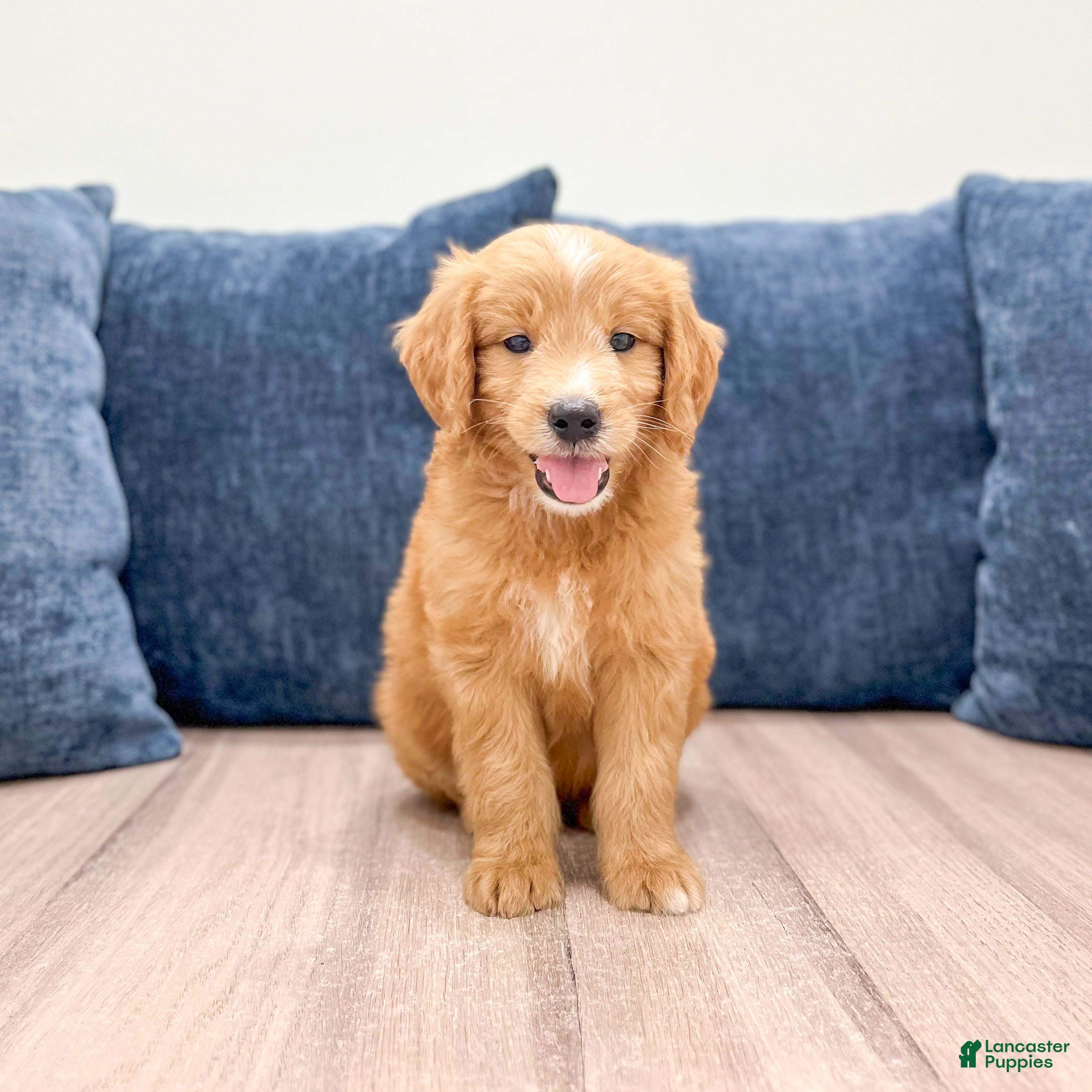 Mini Goldendoodle dogs Liam - Ad 2