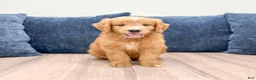Mini Goldendoodle dogs for sale: Liam - Ad 2