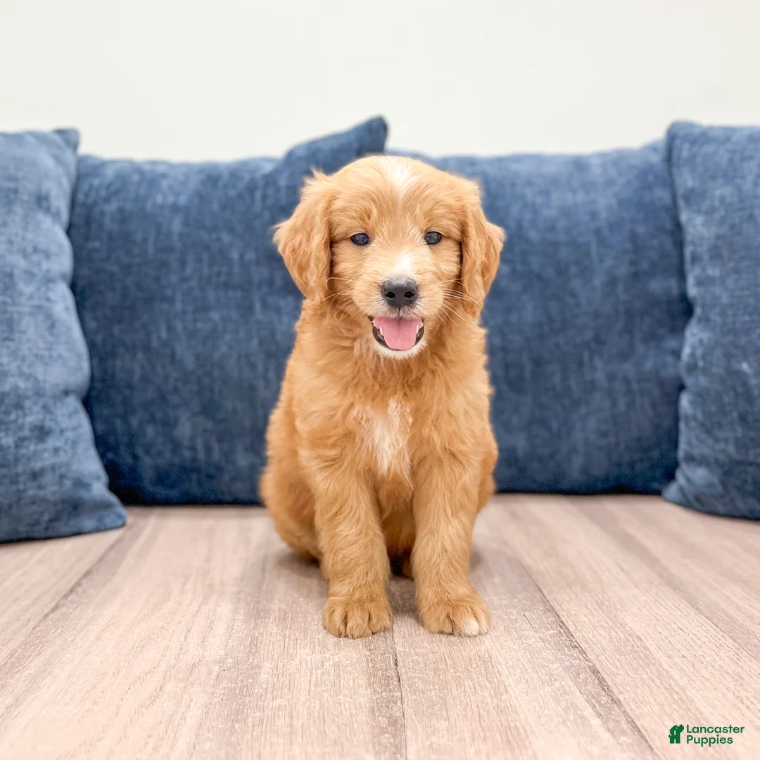 Mini Goldendoodle dogs for sale: Liam - Ad 2