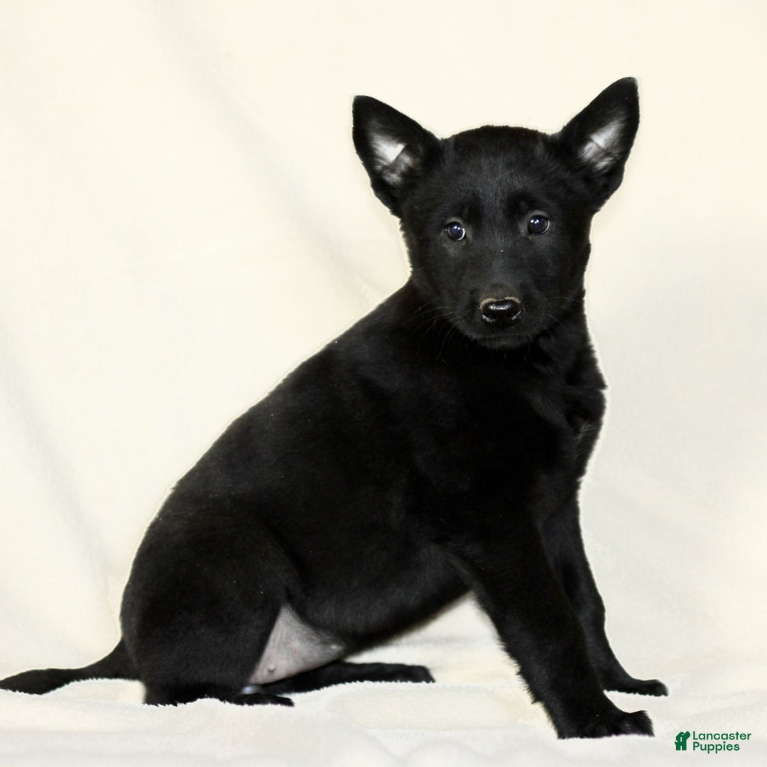 Belgian Malinois dogs for sale: Cassie  - Ad 2