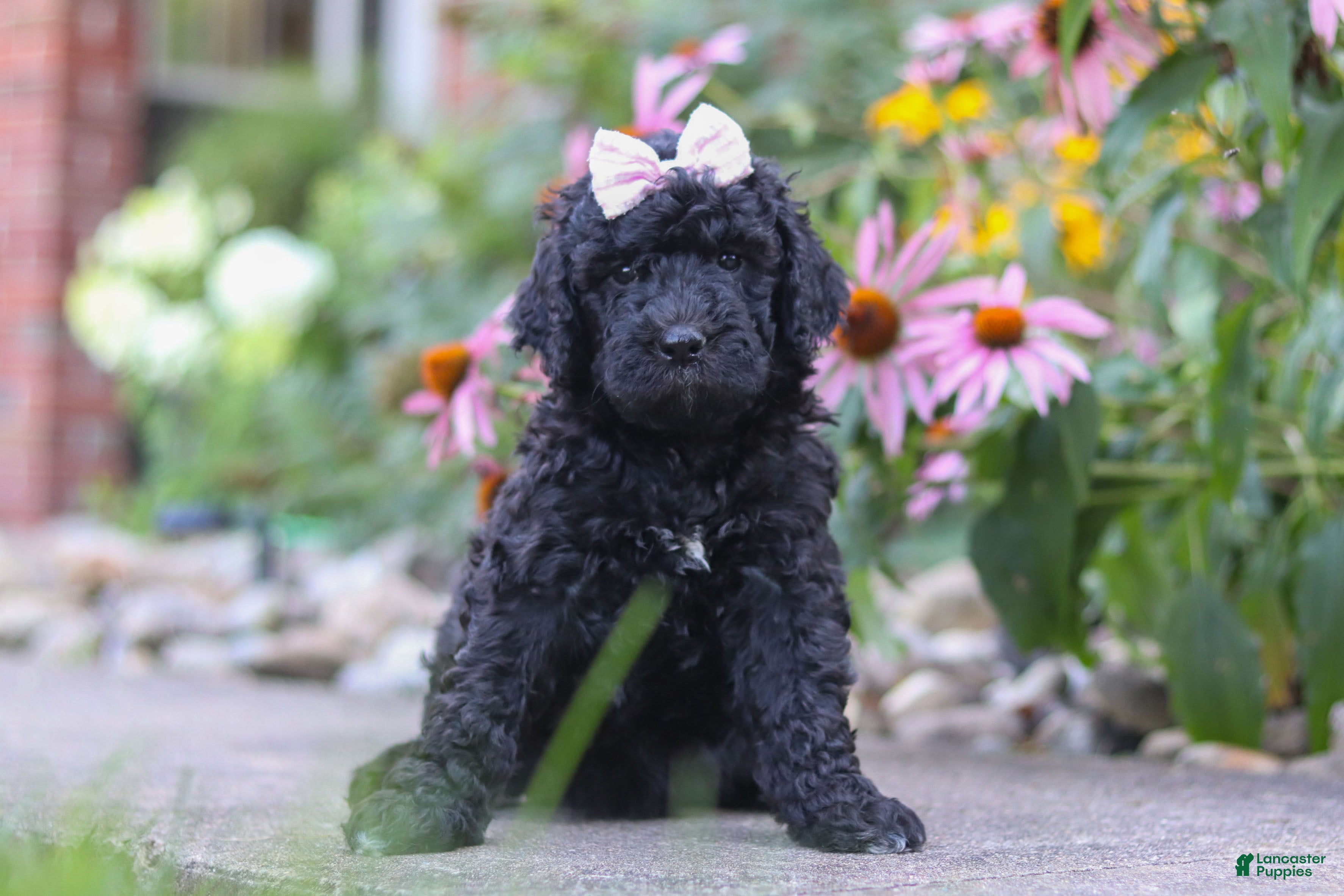 Newfypoo dogs Issebelle - Ad 2