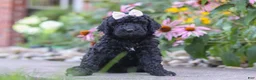 Newfypoo dogs for sale: Issebelle - Ad 2