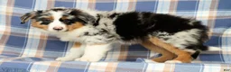 Australian Shepherd dogs for sale: Millie - Ad 3