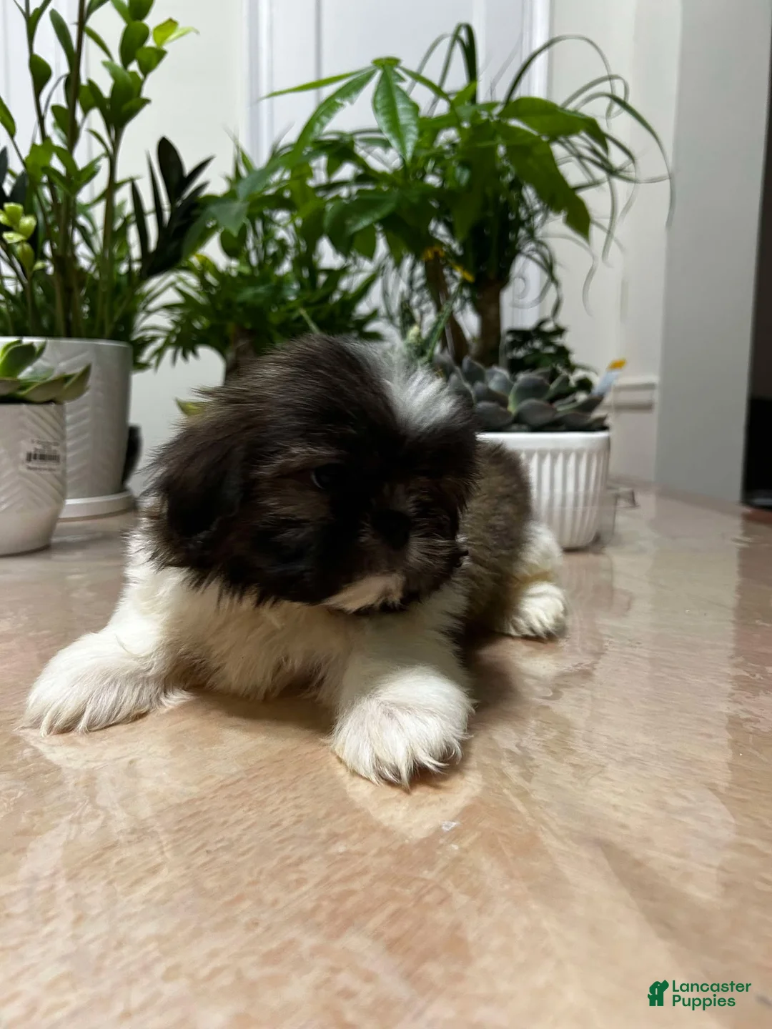 Shih Tzu dogs for sale: Anna - Ad 3