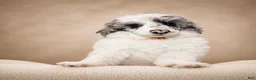 Miniature Poodle dogs for sale: Bear - Ad 7