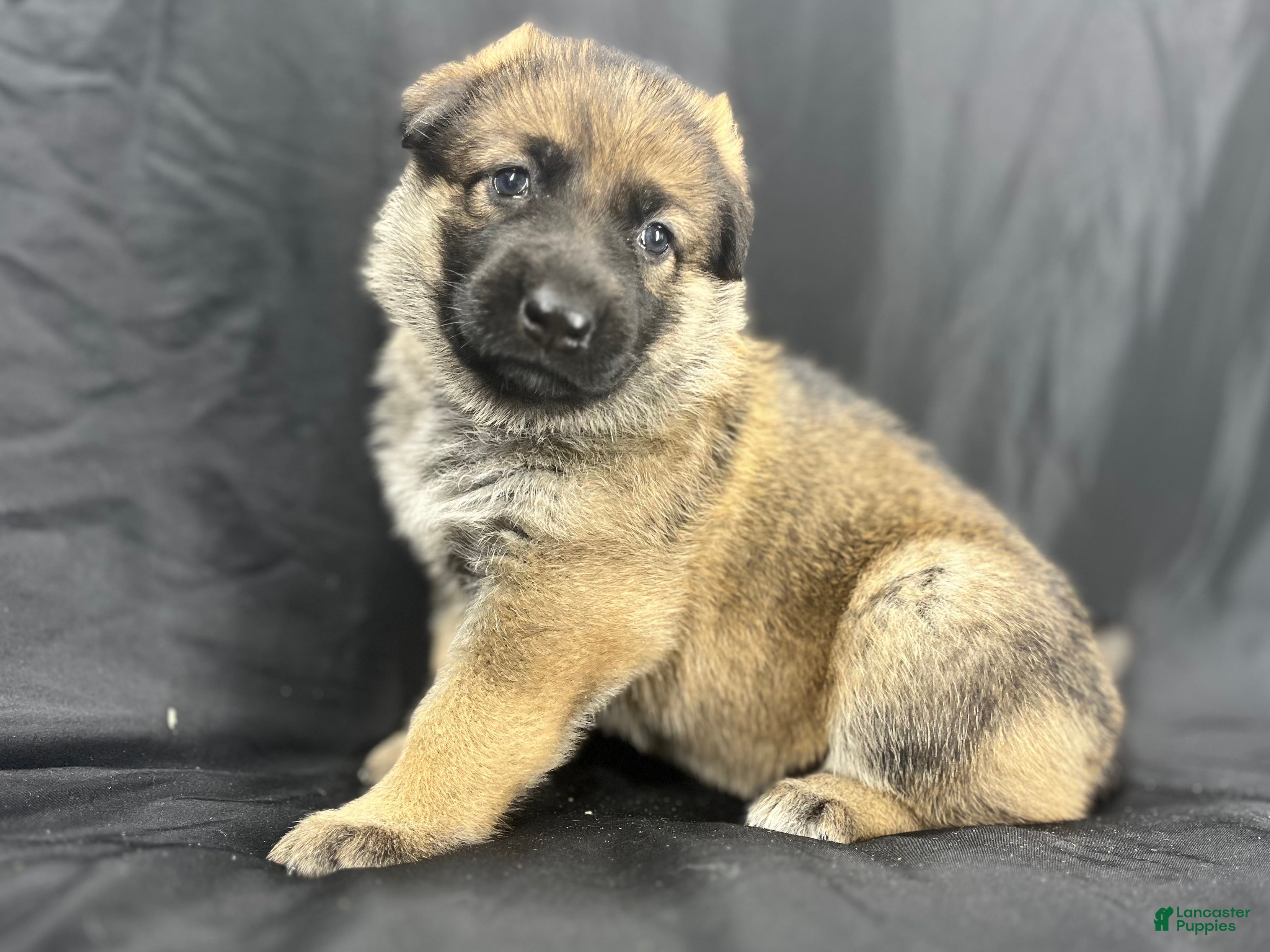 German Shepherd dogs Bella - Ad 1