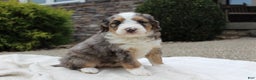 Mini Bernedoodle dogs for sale: Lucia  - Ad 5