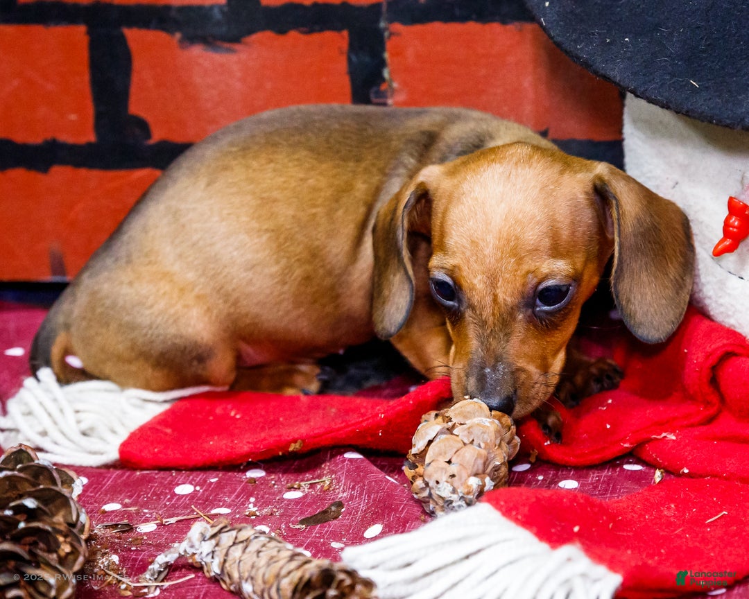 Miniature Dachshund dogs for sale: Xander - Ad 6